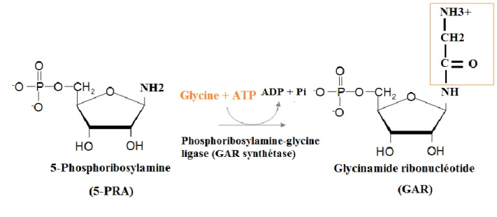 Figure 12: Synthèse du GAR par la GAR synthétase  Etape 4 : Formation du FGAR. 