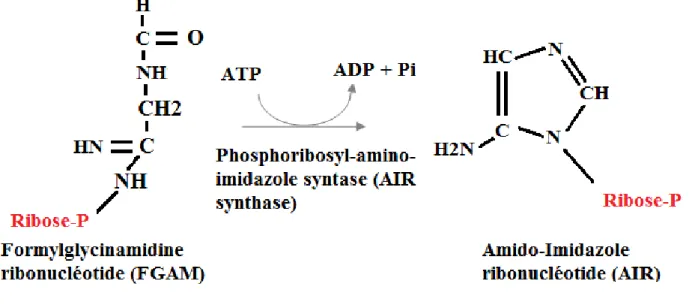 Figure 15: Synthèse de l’AIR par l’AIR synthase  Etape 7 : Formation de CAIR 