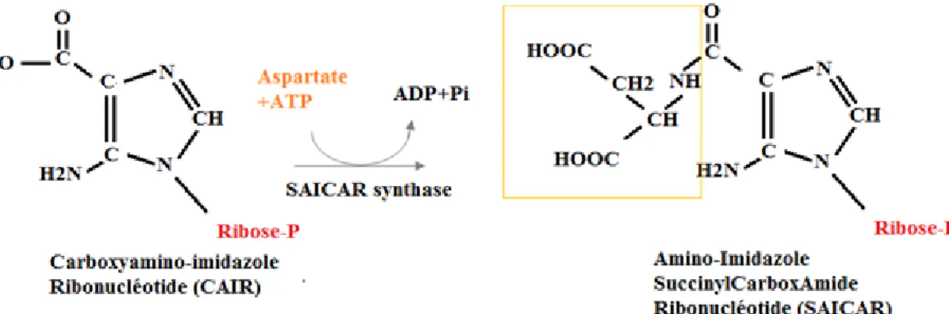 Figure 17: Synthèse du SAICAR par la SAICAR synthase  Etape 9 : Synthèse de l'AICAR. 