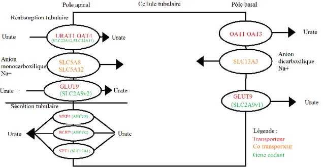 Figure 27: Transport de l'acide urique dans les cellules tubulaires du rein (11,23,38,40-43)  2.1.4.1.6 Régulation des transports 