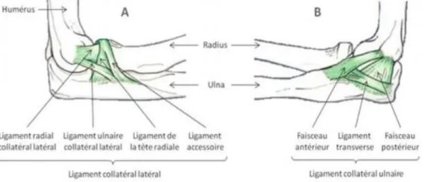 Figure 4 - Description de l'appareil ligamentaire latéral et médial du coude (4) 