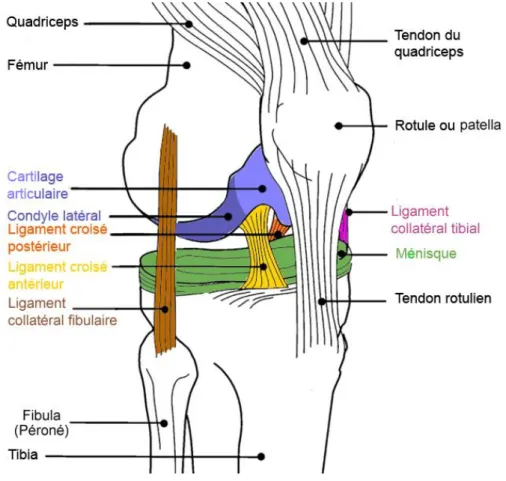 Figure 8 - Articulation du genou (9) 