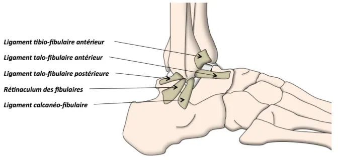 Figure 11 - Vue latérale de l'appareil ligamentaire de la cheville (10) 