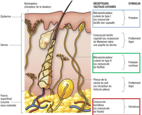 Figure 19 - Récepteurs cutanées (32) 