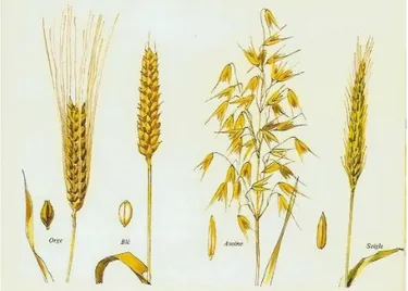 Figure 1 : Illustrations des céréales de blé, d'orge, de seigle et d'avoine 