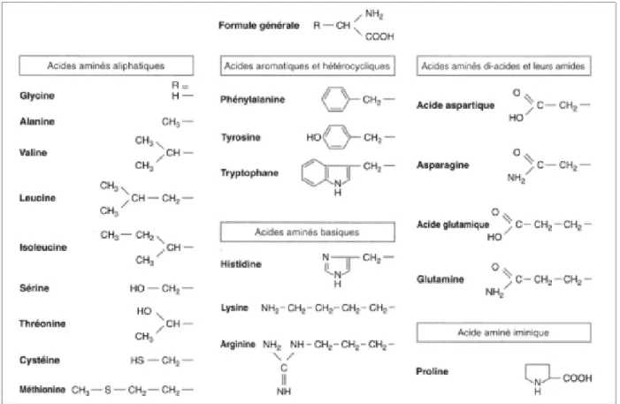 Figure 4 : formation d'une liaison peptidique (3) 