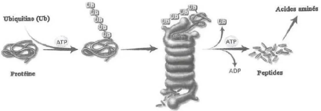 Figure 8 : dégradation des protéines par le protéasome (4) 
