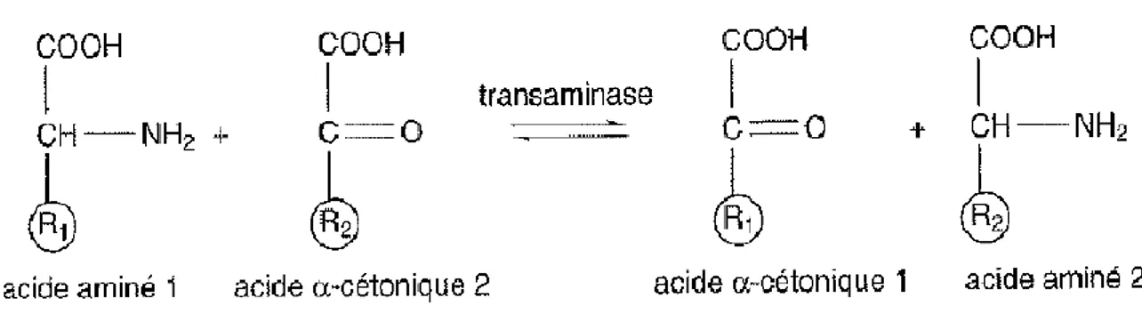 Figure 10 : transamination 