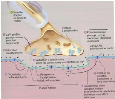 Figure 16 : évènements survenant à la jonction neuromusculaire et aboutissant à un potentiel d'action dans la  membrane plasmatique de la fibre musculaire (12) 