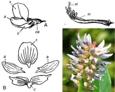 Figure 3: Fleur de la réglisse (9)(11) 