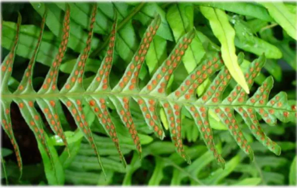 Figure 8: Feuilles de Polypodium vulgare (19) 