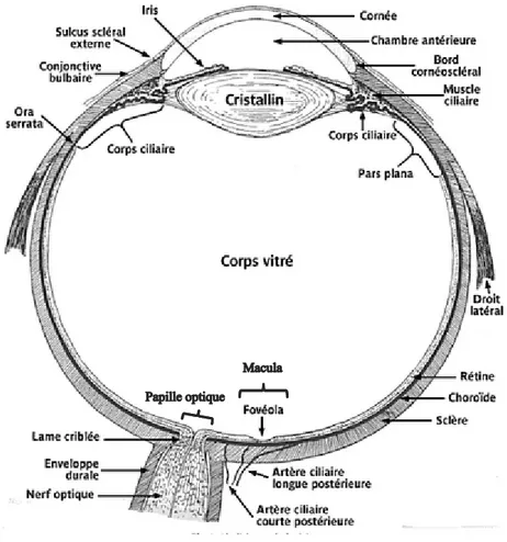 Figure 3 : Schéma de l’œil.  