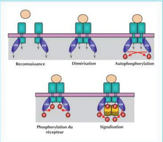 Figure 17 : Activation d’un RTK après fixation d’un ligand(27) 