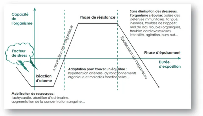 Figure 3: Les 3 phases successives dans le processus d'adaptation au stress (7) 