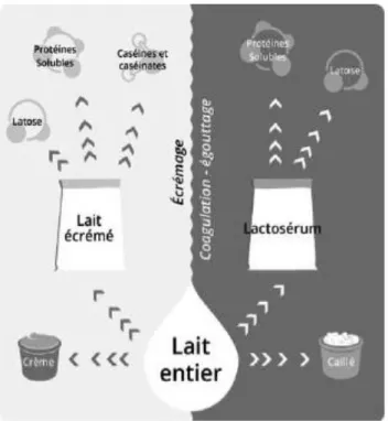 Figure 2: Décomposition du lait entier [40] 