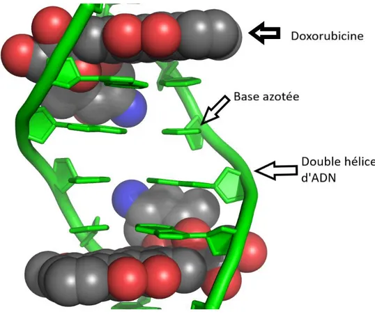 Figure 7 : Intercalation de la doxorubicine dans une double hélice d’ADN 