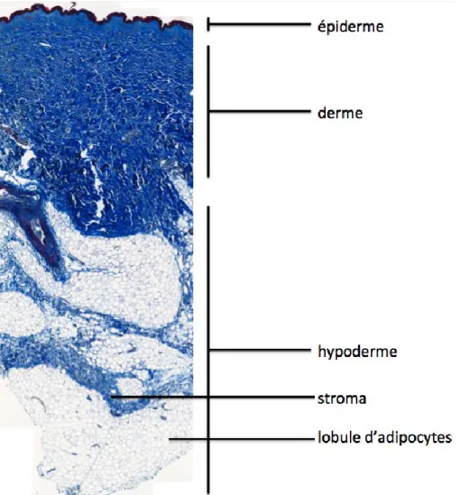 Figure 1.1  La structure de la peau normale humaine. Coupe transversale de peau colorée  au trichrome de Masson