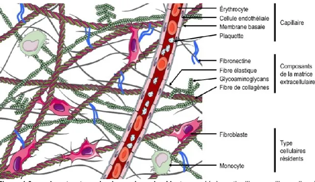 Figure 1.3  La  structure  du  derme  humain.  Montage  créé  à  partir  d’images  libres  d’accès  provenant de (http://smart.servier.fr/servier-medical-art 2014)
