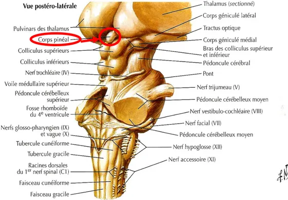Figure 2 : Vue postéro-latérale du tronc cérébral (2) 