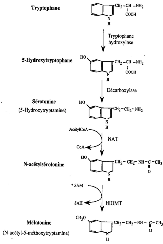Figure 3  : Biosynthèse de la mélatonine (3) 