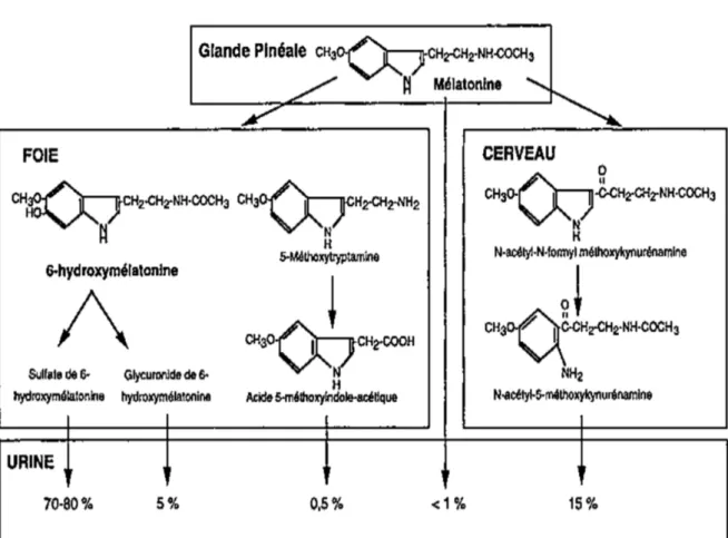 Figure 4 : Métabolisme de la mélatonine (4) 