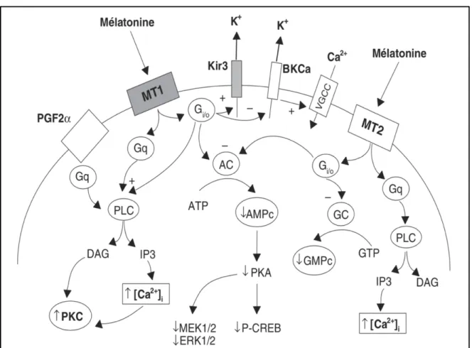Figure 8 : Représentation des voies de signalisation couplées aux MT1 et MT2 (7) 