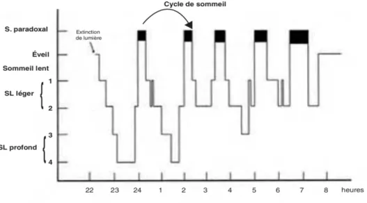 Figure 12 : Hypnogramme normal avec succession des cycles successifs (11) 