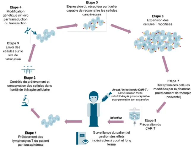 Figure 7 Principales étapes d’un traitement par cellules CAR-T autologues 