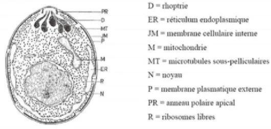 Figure 4 : Schéma de la structure interne de Babesia spp. (16,18)