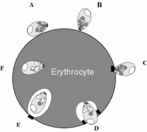 Figure 13 : Modèle hypothétique d’invasion d’un érythrocyte par Babesia bovis basé sur le modèle du paludisme (34)