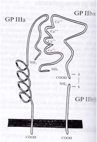 Figure 17 : Représentation schématique de l'intégrine GPIIb/IIIa, GPIIa  site de fixation de la séquence RGD (12)
