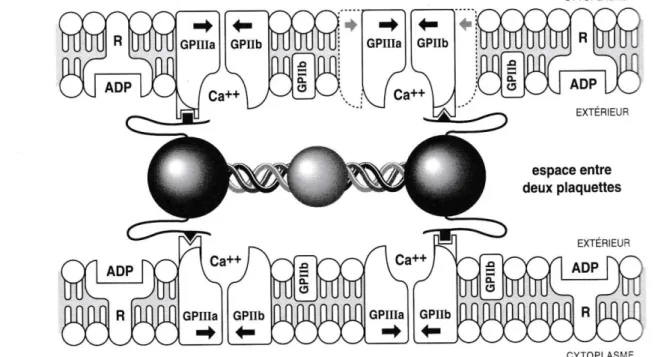Figure 18 : Le pontage entre deux plaquettes, par le biais du fibrinogène et de l'intégrine GPIIb/IIIa (2)