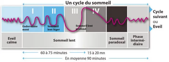 Figure 2 :  Un cycle de sommeil composé de 3 phases (7) 
