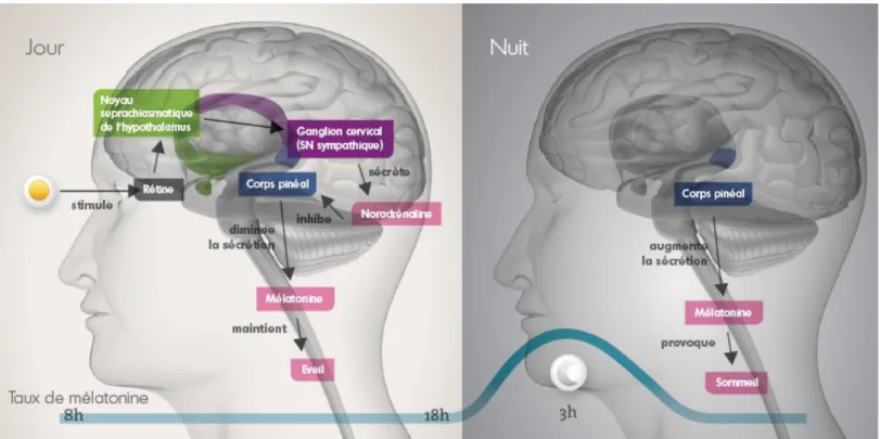 Figure 5 : Représentation de l’effet de la sécrétion de mélatonine sur le cerveau au  cours du jour et de la nuit (15) 