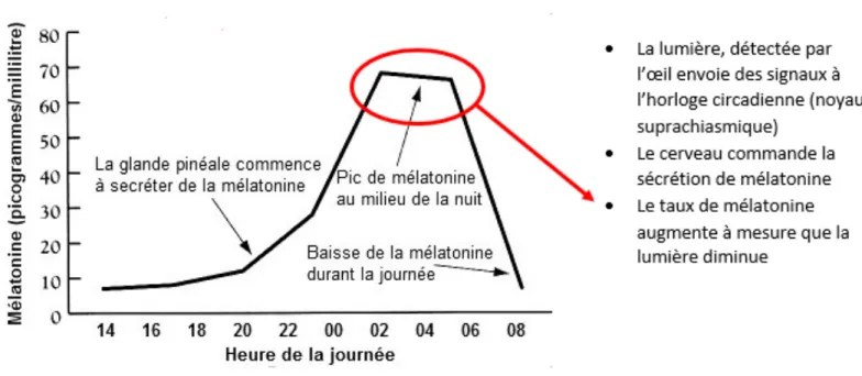 Figure 6 : Graphique représentant la sécrétion de mélatonine au cours de la nuit  (27) 