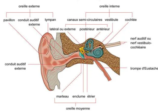 Figure 1 - Schéma de l'oreille (1) 