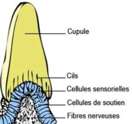 Figure 9 - Macule utriculaire ou sacculaire (11) 