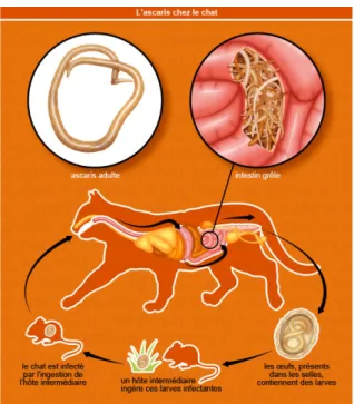 Figure 12 : Cycle de l'ascaris chez le chat 