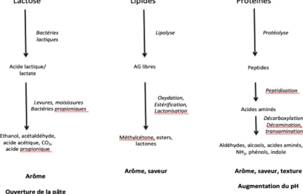 Figure 6 – Evolution des constituants du lait au cours de l’affinage  D’après Jeantet – Produits laitiers 2 ème  édition – 2008 