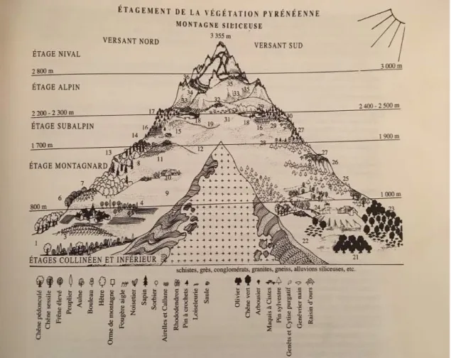 Figure 3 : Etages de végétation dans les Pyrénées (24) 