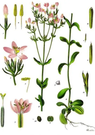 Figure 9 : Centaurium erythraea Rafn 