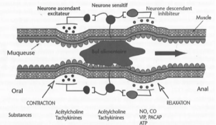 Figure 2 16  : Schéma simplifié du réseau entérique contrôlant le péristaltisme intestinal  Les  neurones  sensitifs  vont,  au  travers  d'interneurones  cholinergiques,  stimuler  en  amont des neurones ascendants excitateurs, libérant de la substance P 