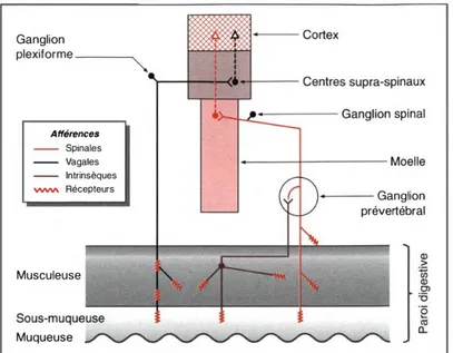 Figure 5 18  : Représentation schématique des afférences viscérales digestives 