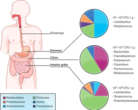 Figure 7 28  : Composition et densité du microbiote intestinal 