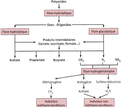 Figure 9 25  : Schéma global de la chaîne trophique de dégradation et de fermentation des  glucides par la microflore colique