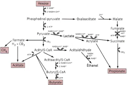 Figure 10 25  : Principales voies métaboliques de fermentation   des glucides par la microflore colique