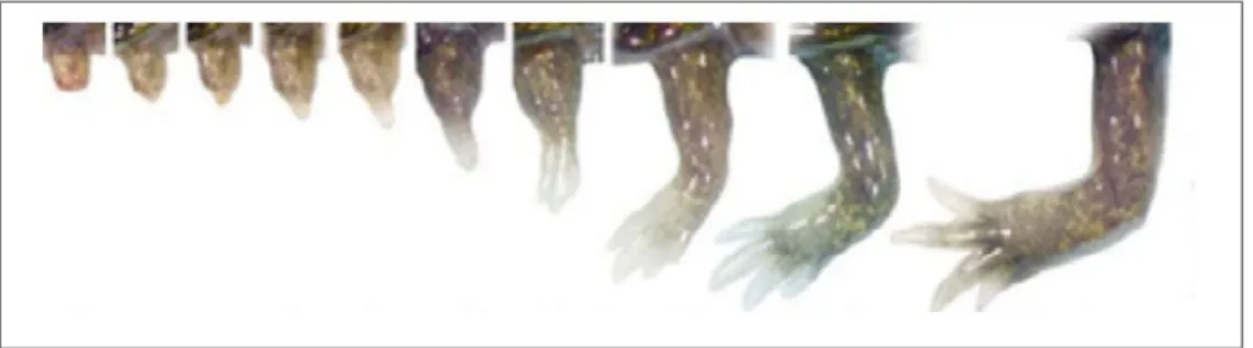 Figure 5 : Régénération d’une patte de salamandre après amputation . 