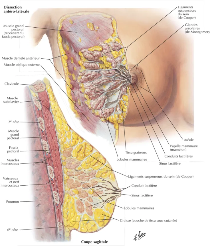 Figure 1 : Anatomie structurale de la glande mammaire, reproduit de (4) 