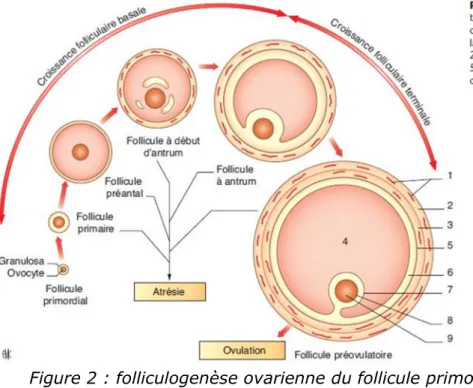 Figure 2 : folliculogenèse ovarienne du follicule primordial au follicule pré- pré-ovulatoire (1) 