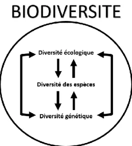 Figure 1. Le concept de biodiversité s’applique à l’ensemble constitué par la diversité  génétique, la diversité des espèces et la diversité écologique, ainsi qu’à ses interactions (4) 